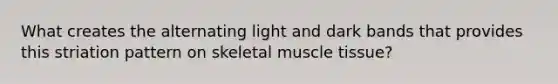 What creates the alternating light and dark bands that provides this striation pattern on skeletal <a href='https://www.questionai.com/knowledge/kMDq0yZc0j-muscle-tissue' class='anchor-knowledge'>muscle tissue</a>?