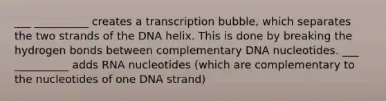 ___ __________ creates a transcription bubble, which separates the two strands of the DNA helix. This is done by breaking the hydrogen bonds between complementary DNA nucleotides. ___ __________ adds RNA nucleotides (which are complementary to the nucleotides of one DNA strand)