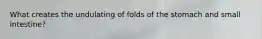 What creates the undulating of folds of the stomach and small intestine?