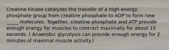 Creatine kinase catalyzes the transfer of a high‐energy phosphate group from creatine phosphate to ADP to form new _____ molecules. Together, creatine phosphate and ATP provide enough energy for muscles to contract maximally for about 15 seconds. ( Anaerobic glycolysis can provide enough energy for 2 minutes of maximal muscle activity.)