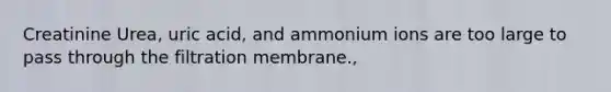 Creatinine Urea, uric acid, and ammonium ions are too large to pass through the filtration membrane.,