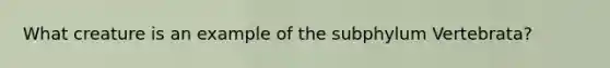 What creature is an example of the subphylum Vertebrata?