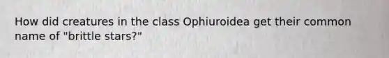 How did creatures in the class Ophiuroidea get their common name of "brittle stars?"