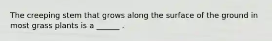 The creeping stem that grows along the surface of the ground in most grass plants is a ______ .