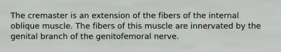 The cremaster is an extension of the fibers of the internal oblique muscle. The fibers of this muscle are innervated by the genital branch of the genitofemoral nerve.