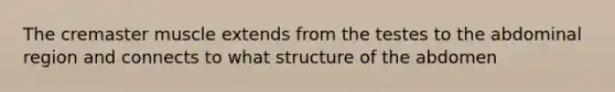 The cremaster muscle extends from the testes to the abdominal region and connects to what structure of the abdomen