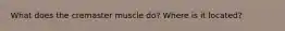 What does the cremaster muscle do? Where is it located?