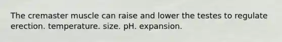 The cremaster muscle can raise and lower the testes to regulate erection. temperature. size. pH. expansion.