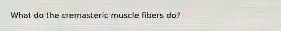 What do the cremasteric muscle fibers do?