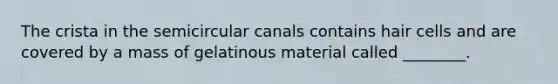 The crista in the semicircular canals contains hair cells and are covered by a mass of gelatinous material called ________.