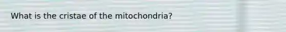 What is the cristae of the mitochondria?