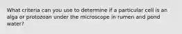 What criteria can you use to determine if a particular cell is an alga or protozoan under the microscope in rumen and pond water?