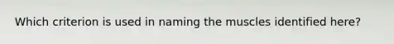 Which criterion is used in naming the muscles identified here?