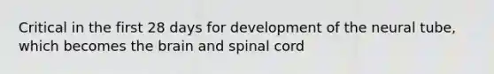 Critical in the first 28 days for development of the neural tube, which becomes the brain and spinal cord