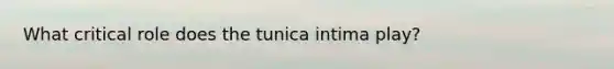 What critical role does the tunica intima play?