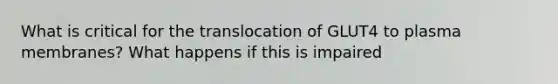 What is critical for the translocation of GLUT4 to plasma membranes? What happens if this is impaired