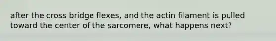 after the cross bridge flexes, and the actin filament is pulled toward the center of the sarcomere, what happens next?