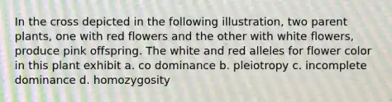 In the cross depicted in the following illustration, two parent plants, one with red flowers and the other with white flowers, produce pink offspring. The white and red alleles for flower color in this plant exhibit a. co dominance b. pleiotropy c. incomplete dominance d. homozygosity