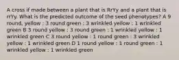 A cross if made between a plant that is RrYy and a plant that is rrYy. What is the predicted outcome of the seed phenotypes? A 9 round, yellow : 3 round green : 3 wrinkled yellow : 1 wrinkled green B 3 round yellow : 3 round green : 1 wrinkled yellow : 1 wrinkled green C 3 round yellow : 1 round green : 3 wrinkled yellow : 1 wrinkled green D 1 round yellow : 1 round green : 1 wrinkled yellow : 1 wrinkled green