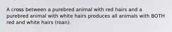 A cross between a purebred animal with red hairs and a purebred animal with white hairs produces all animals with BOTH red and white hairs (roan).