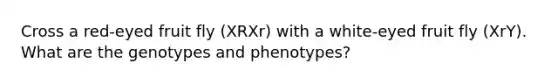 Cross a red-eyed fruit fly (XRXr) with a white-eyed fruit fly (XrY). What are the genotypes and phenotypes?