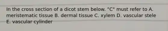 In the cross section of a dicot stem below. "C" must refer to A. meristematic tissue B. dermal tissue C. xylem D. vascular stele E. vascular cylinder