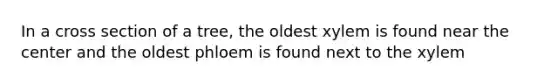 In a cross section of a tree, the oldest xylem is found near the center and the oldest phloem is found next to the xylem