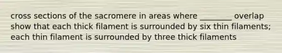 cross sections of the sacromere in areas where ________ overlap show that each thick filament is surrounded by six thin filaments; each thin filament is surrounded by three thick filaments