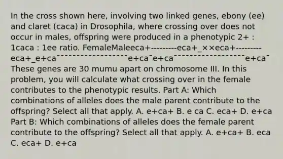 In the cross shown here, involving two linked genes, ebony (ee) and claret (caca) in Drosophila, where crossing over does not occur in males, offspring were produced in a phenotypic 2+ : 1caca : 1ee ratio. FemaleMaleeca+---------eca+_××eca+---------eca+_e+ca¯¯¯¯¯¯¯¯¯¯¯¯¯¯¯¯¯¯e+ca¯e+ca¯¯¯¯¯¯¯¯¯¯¯¯¯¯¯¯¯¯e+ca¯ These genes are 30 mumu apart on chromosome III. In this problem, you will calculate what crossing over in the female contributes to the phenotypic results. Part A: Which combinations of alleles does the male parent contribute to the offspring? Select all that apply. A. e+ca+ B. e ca C. eca+ D. e+ca Part B: Which combinations of alleles does the female parent contribute to the offspring? Select all that apply. A. e+ca+ B. eca C. eca+ D. e+ca