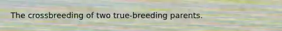 The crossbreeding of two true-breeding parents.