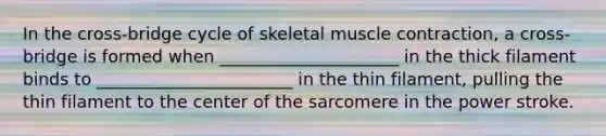 In the cross-bridge cycle of skeletal muscle contraction, a cross-bridge is formed when _____________________ in the thick filament binds to _______________________ in the thin filament, pulling the thin filament to the center of the sarcomere in the power stroke.