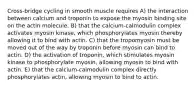 Cross-bridge cycling in smooth muscle requires A) the interaction between calcium and troponin to expose the myosin binding site on the actin molecule. B) that the calcium-calmodulin complex activates myosin kinase, which phosphorylates myosin thereby allowing it to bind with actin. C) that the tropomyosin must be moved out of the way by troponin before myosin can bind to actin. D) the activation of troponin, which stimulates myosin kinase to phosphorylate myosin, allowing myosin to bind with actin. E) that the calcium-calmodulin complex directly phosphorylates actin, allowing myosin to bind to actin.