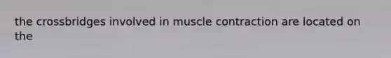 the crossbridges involved in muscle contraction are located on the