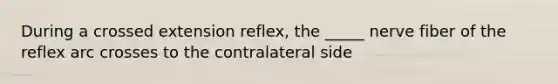 During a crossed extension reflex, the _____ nerve fiber of the reflex arc crosses to the contralateral side