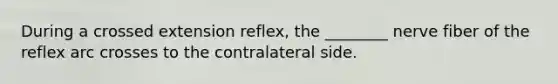 During a crossed extension reflex, the ________ nerve fiber of the reflex arc crosses to the contralateral side.