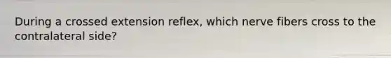 During a crossed extension reflex, which nerve fibers cross to the contralateral side?