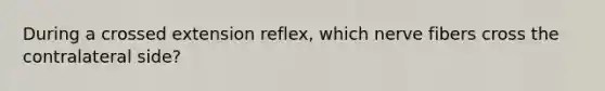 During a crossed extension reflex, which nerve fibers cross the contralateral side?