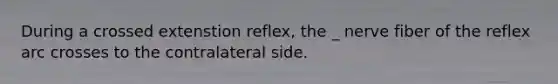 During a crossed extenstion reflex, the _ nerve fiber of the reflex arc crosses to the contralateral side.