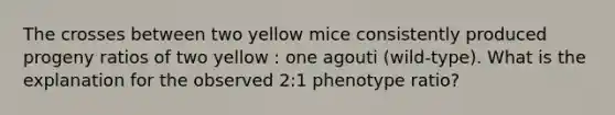 The crosses between two yellow mice consistently produced progeny ratios of two yellow : one agouti (wild-type). What is the explanation for the observed 2:1 phenotype ratio?