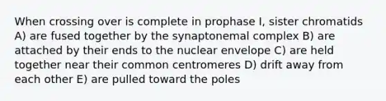 When crossing over is complete in prophase I, sister chromatids A) are fused together by the synaptonemal complex B) are attached by their ends to the nuclear envelope C) are held together near their common centromeres D) drift away from each other E) are pulled toward the poles