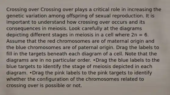 Crossing over Crossing over plays a critical role in increasing the genetic variation among offspring of sexual reproduction. It is important to understand how crossing over occurs and its consequences in meiosis. Look carefully at the diagrams depicting different stages in meiosis in a cell where 2n = 6. Assume that the red chromosomes are of maternal origin and the blue chromosomes are of paternal origin. Drag the labels to fill in the targets beneath each diagram of a cell. Note that the diagrams are in no particular order. •Drag the blue labels to the blue targets to identify the stage of meiosis depicted in each diagram. •Drag the pink labels to the pink targets to identify whether the configuration of the chromosomes related to crossing over is possible or not.