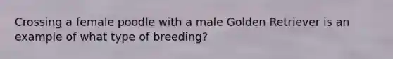 Crossing a female poodle with a male Golden Retriever is an example of what type of breeding?