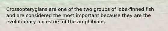 Crossopterygians are one of the two groups of lobe-finned fish and are considered the most important because they are the evolutionary ancestors of the amphibians.