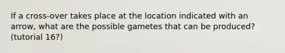 If a cross-over takes place at the location indicated with an arrow, what are the possible gametes that can be produced? (tutorial 16?)