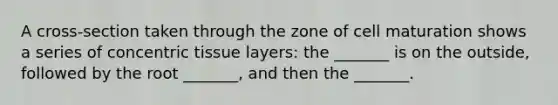 A cross-section taken through the zone of cell maturation shows a series of concentric tissue layers: the _______ is on the outside, followed by the root _______, and then the _______.