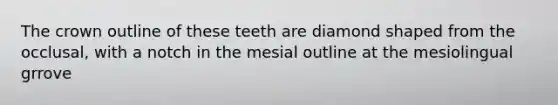 The crown outline of these teeth are diamond shaped from the occlusal, with a notch in the mesial outline at the mesiolingual grrove