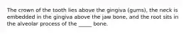 The crown of the tooth lies above the gingiva (gums), the neck is embedded in the gingiva above the jaw bone, and the root sits in the alveolar process of the _____ bone.