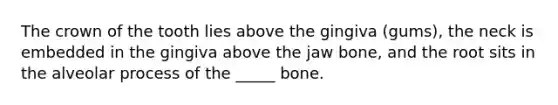 The crown of the tooth lies above the gingiva (gums), the neck is embedded in the gingiva above the jaw bone, and the root sits in the alveolar process of the _____ bone.