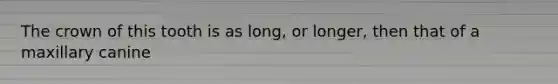 The crown of this tooth is as long, or longer, then that of a maxillary canine