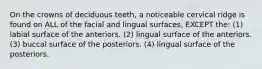 On the crowns of deciduous teeth, a noticeable cervical ridge is found on ALL of the facial and lingual surfaces, EXCEPT the: (1) labial surface of the anteriors. (2) lingual surface of the anteriors. (3) buccal surface of the posteriors. (4) lingual surface of the posteriors.